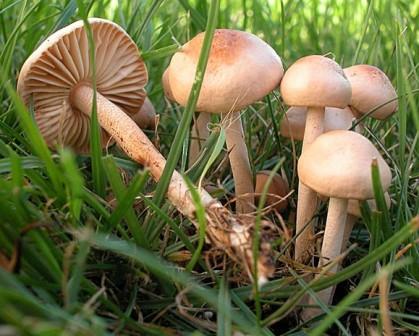  ,  Marasmius oreades